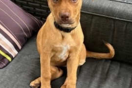 Mixed Breed