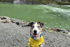 Husky