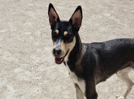 German Shepherd Dog