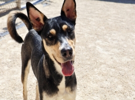 German Shepherd Dog