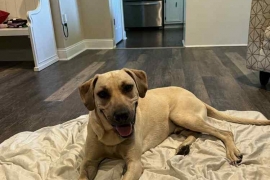Black Mouth Cur