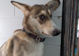 Husky