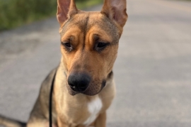 American Staffordshire Terrier