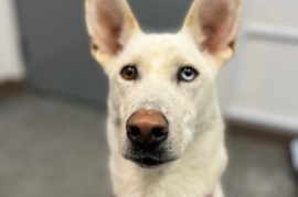 Husky