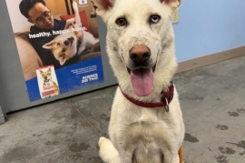 Husky