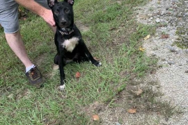 Terrier