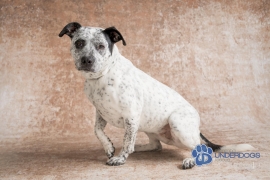 Pit Bull Terrier