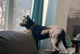 Black Labrador Retriever