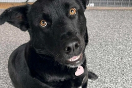 Black Labrador Retriever