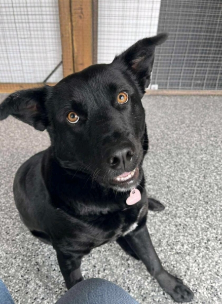 Black Labrador Retriever