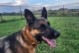 German Shepherd Dog German Shepherd Dog