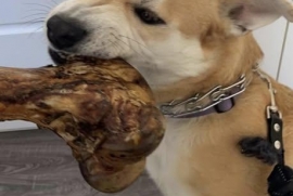 Husky