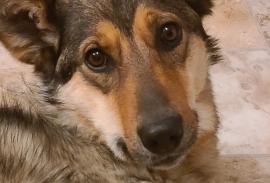 German Shepherd Dog