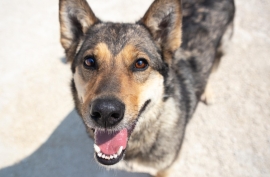 German Shepherd Dog
