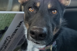 Australian Cattle Dog / Blue Heeler