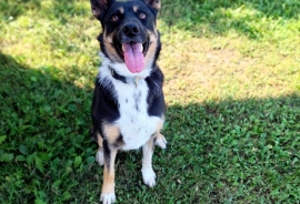 Australian Cattle Dog / Blue Heeler