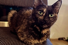 Tortoiseshell
