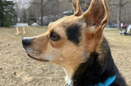 Fox Terrier Fox Terrier