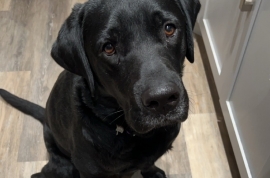 Black Labrador Retriever