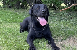 Black Labrador Retriever