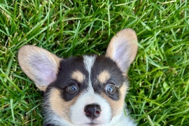 Pembrooke welsh corgi 