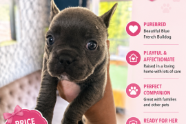 French bulldogs French bulldogs