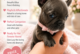 French bulldogs French bulldogs