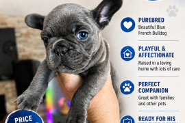 French bulldogs 