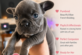 French bulldogs French bulldogs