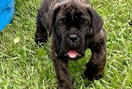 Cane Corso