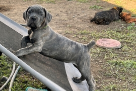 Cane Corso