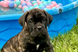 Cane Corso