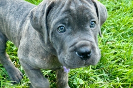 Cane Corso