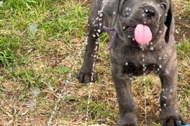 Cane Corso
