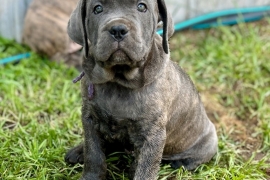 Cane Corso