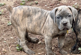 Cane Corso