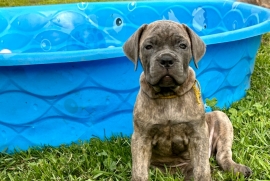 Cane Corso
