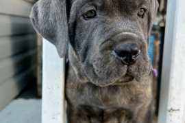 Cane Corso