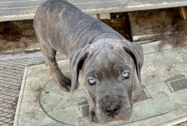 Cane Corso