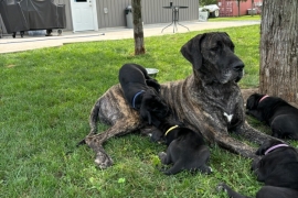 Great Dane