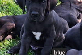 Great Dane