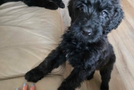 Bouvier Des Flandres 
