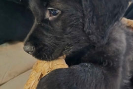 Bouvier Des Flandres 