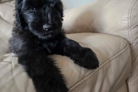 Bouvier Des Flandres 