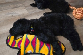 Bouvier Des Flandres 