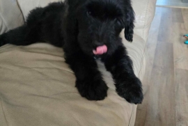 Bouvier Des Flandres 