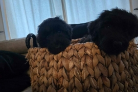 Bouvier Des Flandres 