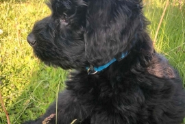 Bouvier Des Flandres 