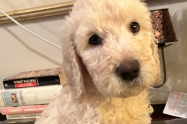 Goldendoodle 