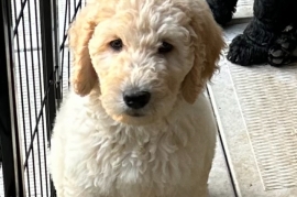Goldendoodle 
